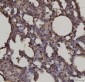 Anti-RAGE/AGER Antibody Picoband™ (monoclonal, 5C6C1)